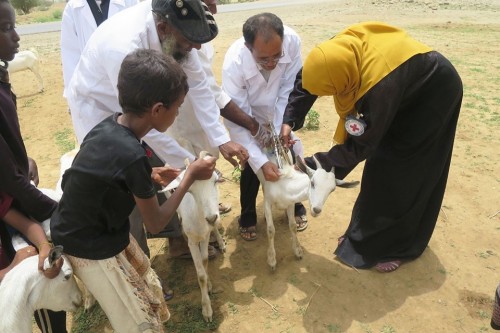 الصليب الأحمر يطلق حملة تطعيم لـ 834,000 رأس ماشية بمحافظة  حجة 
