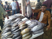 أسعار الأسماك في أسواق العاصمة عدن