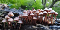 تشيكيا تجيز استخدام الفطر السحري لعلاج أمراض الاكتئاب