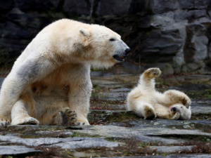 علماء يرصدون أنثى دب برفقة شبل ليس من نسلها