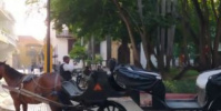سلطات مدينة كارتاخينا الكولومبية السياحية تحظر عربات الخيول