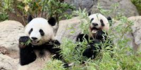 وصول توأمين من الباندا مولودين في اليابان إلى موطنهما الصين