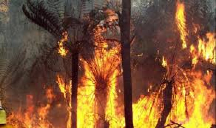 موجة حارة قياسية في أستراليا تؤجج حرائق الغابات 