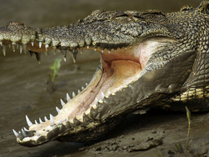 تماسيح تقتل 3 أشخاص في موزمبيق