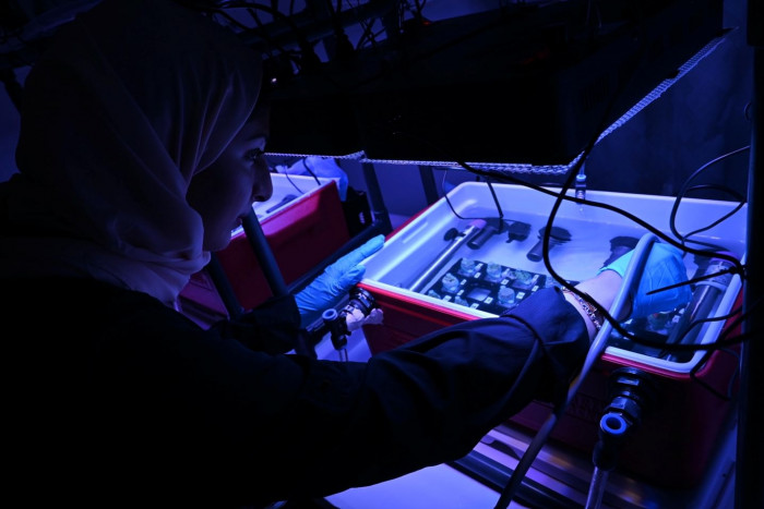 فريق بحثي بـنيويورك أبوظبي ينجز دراسة حول الشعاب المرجانية 