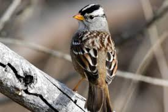 دراسة: الضوضاء لها تأثيرًا كبيرًا على الطيور وتكاثرها