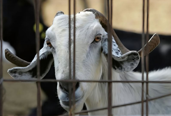 قبرص تفرض ضوابط على نقل الحيوانات وسط تفش للحمى القلاعية 