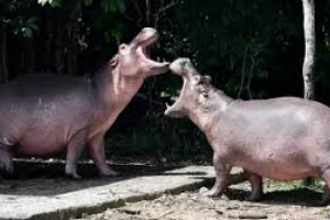 كولومبيا توافق على إعدام حيوانات فرس النهر