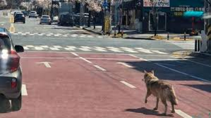 كوريا الجنوبية تمسك بذئب بعد 9 أيام من هروبه من حديقة حيوان 