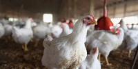 أستراليا تسجل أول حالة نفوق جماعي بسبب إنفلونزا الطيور