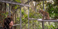 قط بري يثير جدلًا في بوليفيا 