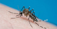 حمى الضنك تتفشى في الولايات المتحدة وتخرج عن نطاقاتها الجغرافية